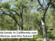 Blue oak woodlands in California offer beauty and opportunities to sustain traditional knowledge and ecological resilience. Nina Fontana, CC BY-NC-ND